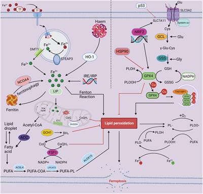 Ferroptosis: an important player in the inflammatory response in diabetic nephropathy